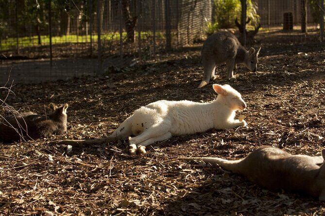 Private Small Group Tour in Blue Mountains - Final Thoughts