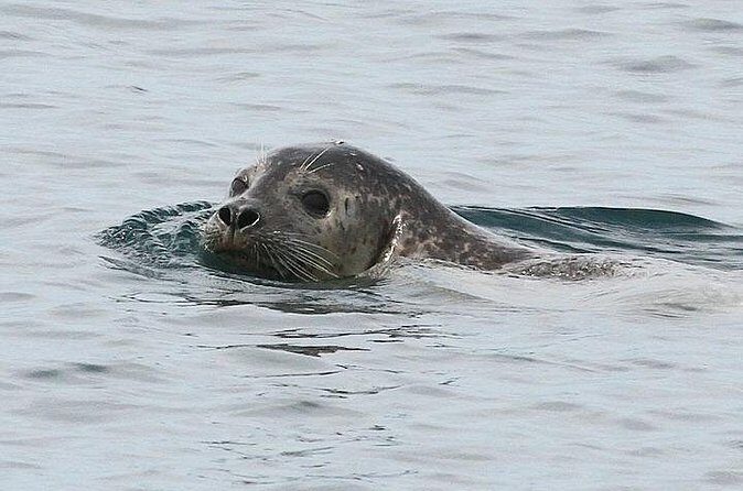 Private Small Group Wildlife Eco Tour in Kennebunkport - Practical Details and What to Expect