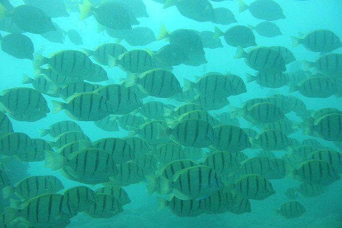 Private Snorkel Cruise in Cabo San Lucas - Frequently Asked Questions