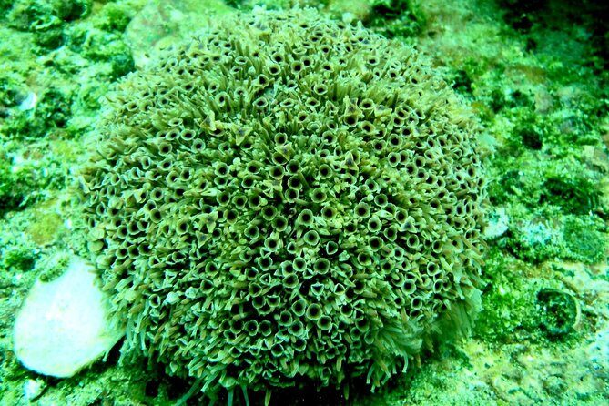 private snorkel - An Introduction to the Tour Experience