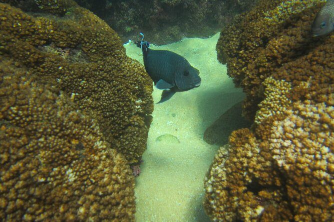 private snorkel - The Value of the Tour