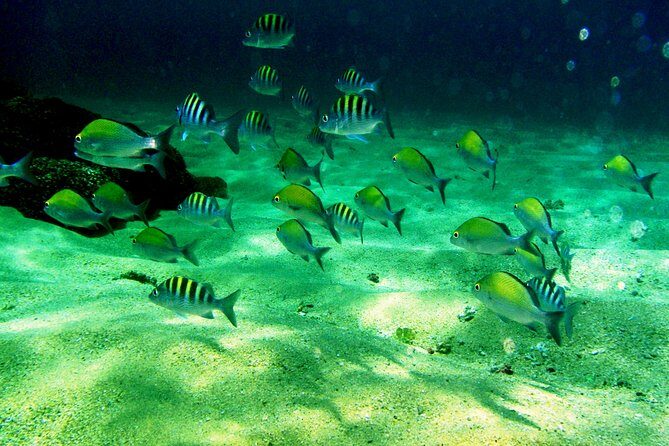 private snorkel - The Sum Up