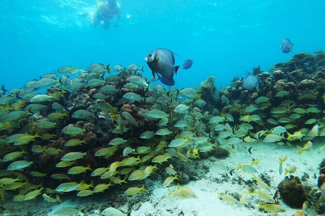 Private Snorkel Tour On The Reef Lagoon - An In-Depth Look at the Tour in Costa Maya