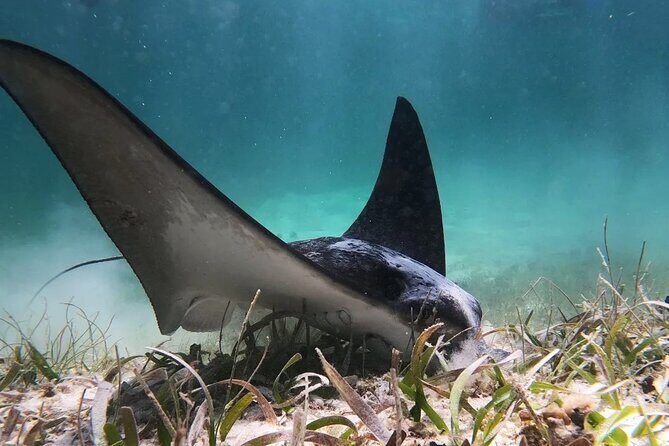 Private Snorkel Tour On The Reef Lagoon - The Itinerary in Detail