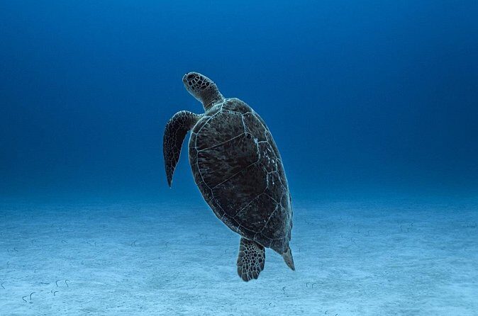 Private Snorkel Tour On The Reef Lagoon - What Travelers Are Saying