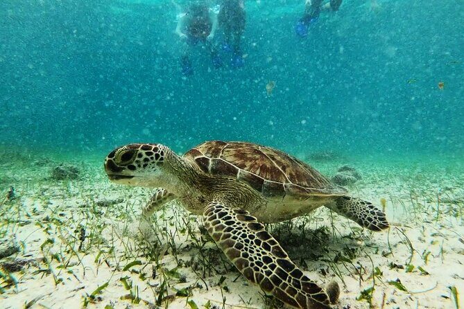 Private Snorkel Tour On The Reef Lagoon - The Sum Up
