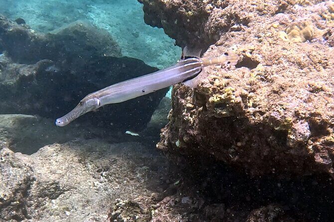 Private Snorkel tours - Practical Details & Considerations