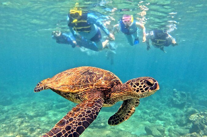 Private Snorkel tours - The Sum Up