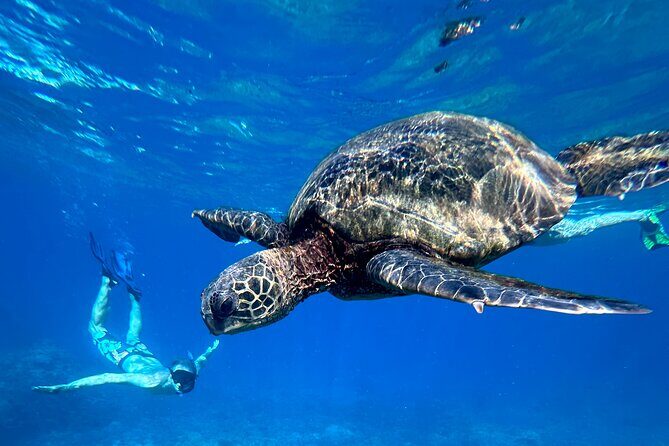 Private Snorkel with Beach Set-Up - What to Expect from Your Maui Snorkeling Experience