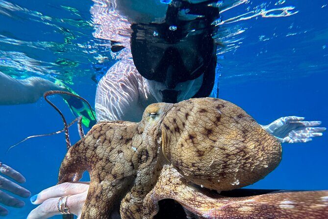 Private Snorkel with Beach Set-Up - Why This Tour Is a Great Choice