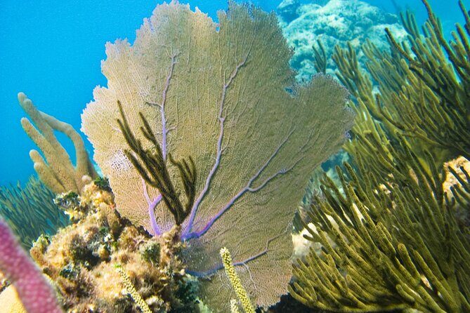 Private Snorkel with Turtle at Akumal - A Deep Dive into the Tour Experience