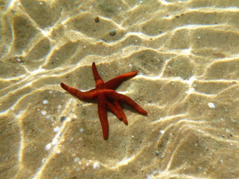 Private Snorkeling Adventure with underwater GoPro pictures - Who Should Consider This Tour?