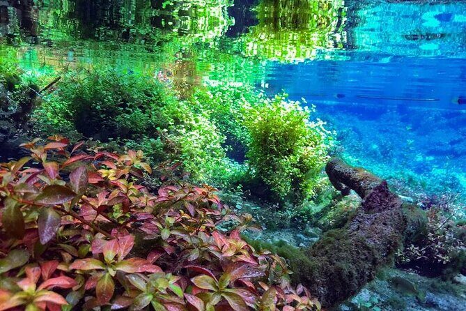 Private Snorkeling Expedition in the Florida Springs - An In-Depth Look at the Florida Springs Snorkeling Tour