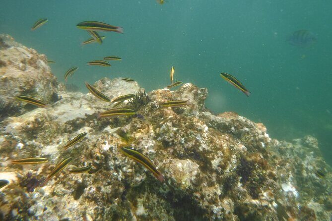 Private Snorkeling Experience and Boat tour to Las Animas Beach - An In-Depth Look at the Tour