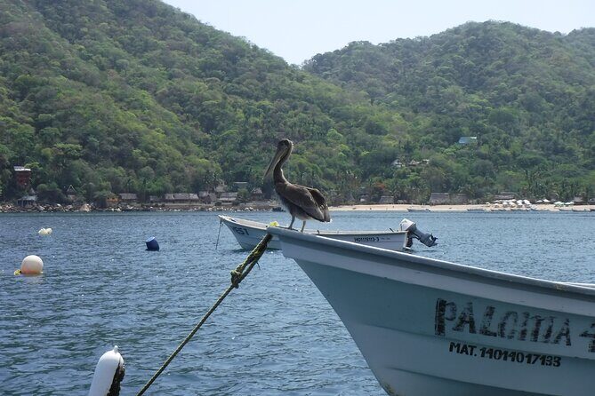 Private Snorkeling Experience and Boat tour to Las Animas Beach - Who Will Love This Tour?