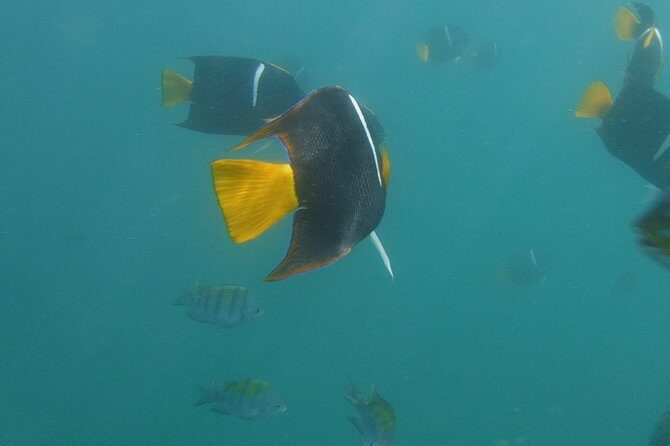 Private Snorkeling Experience and Boat tour to Las Animas Beach - FAQ