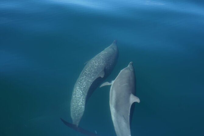 Private Snorkeling Experience in the Coral Islands in Guayabitos - Final Thoughts