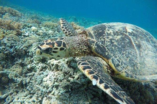 Private Snorkeling Gili Island (Coral, Statue and Turtle) - Who Is This Tour Best For?