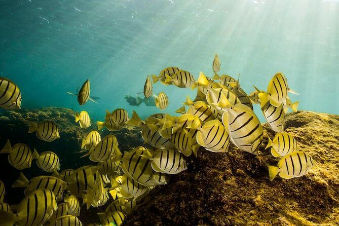 Private Snorkeling Tour in Cabo San Lucas - The Itinerary: What to Expect on Your Private Cabo Snorkeling Adventure