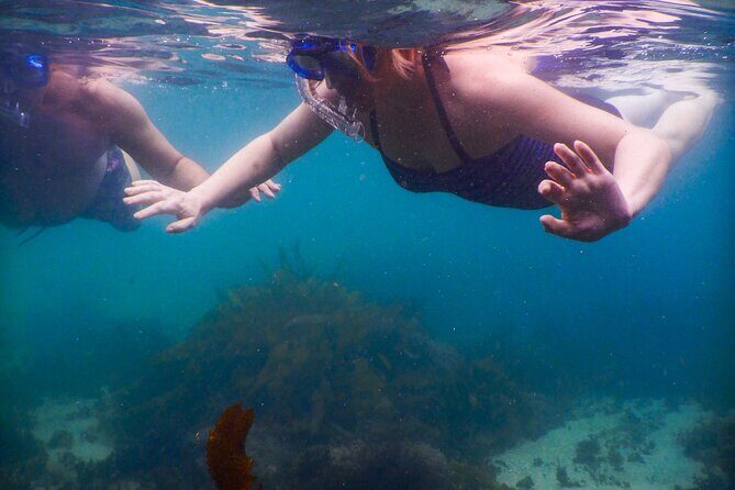 Private Snorkeling Tour In Sydney's Marine Reserve - Is It Worth the Price?