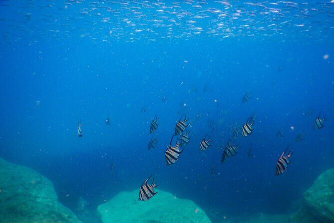 Private Snorkeling Tour In Sydney's Marine Reserve - Who Should Consider This Tour?