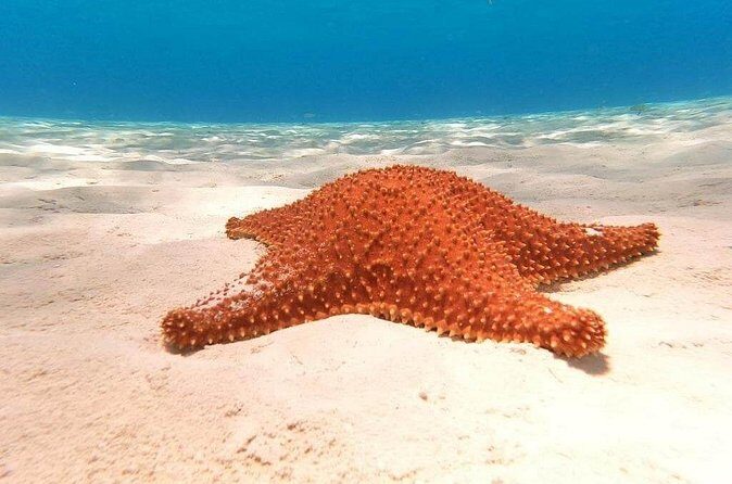 Private snorkeling tour to El Cielo - Guides and Service Quality