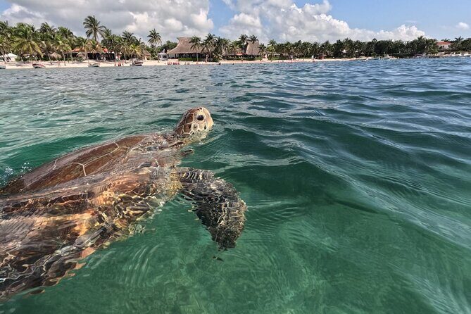 Private Snorkeling with Sea Turtles in Akumal Beach - An Overview of the Experience