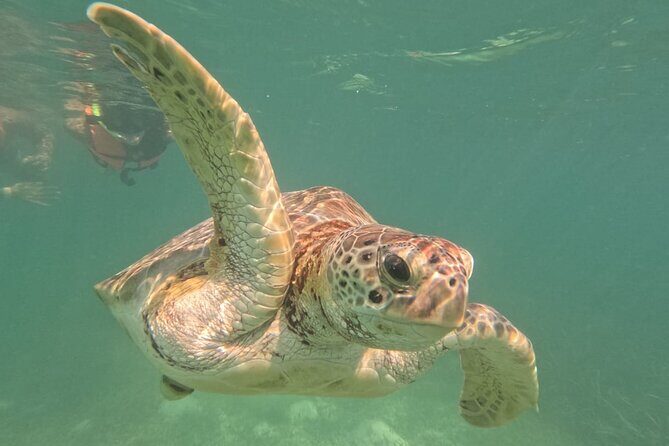 Private Snorkeling with Sea Turtles in Akumal Beach - Who Should Consider This Tour?