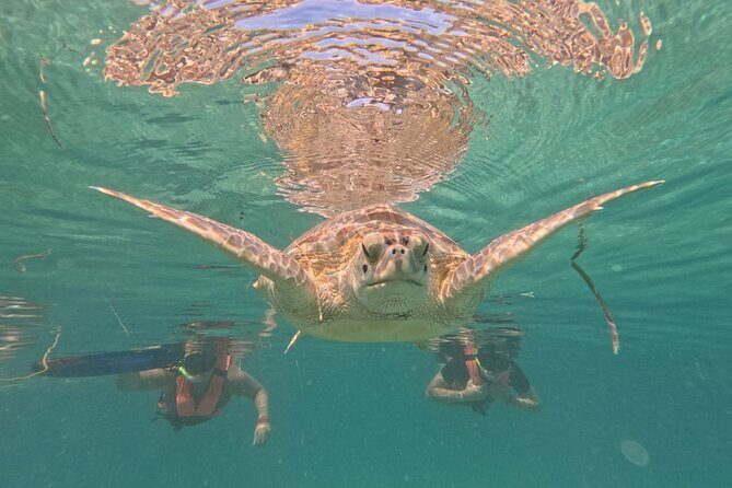 Private Snorkeling with Sea Turtles in Akumal Beach - FAQs About the Akumal Snorkeling Tour
