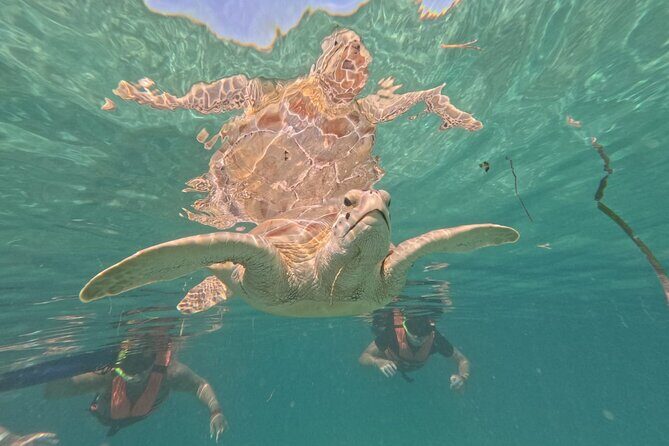 Private Snorkeling with Sea Turtles in Akumal Beach - Final Thoughts: Is This Tour for You?