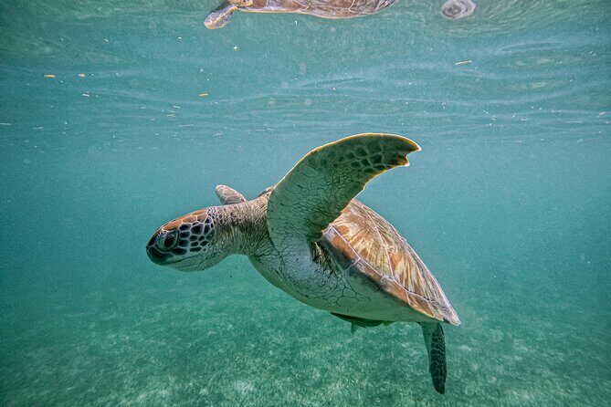 "Private Snorkeling with Turtles EN Akumal + Photos Included" - Meeting Point and Logistics