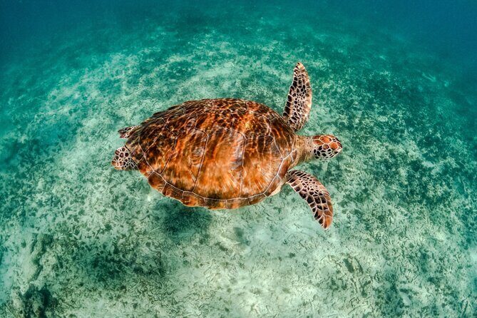 "Private Snorkeling with Turtles EN Akumal + Photos Included" - Environmental and Cultural Notes