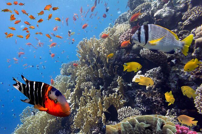 Private Snorkeling Yacht Tour in Cancun and Isla Mujeres - Key Points