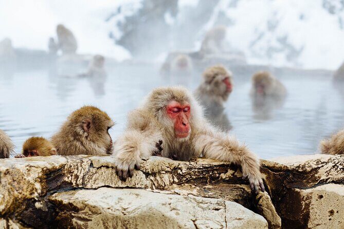 Private Snow Monkey Tour - Conveniently Resort Hop and Sightsee - Frequently Asked Questions