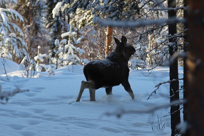 Private snowmobile day tours - Why This Tour Is Worth Considering