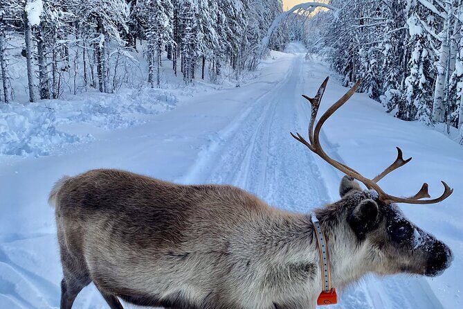 Private snowmobile day tours - The Sum Up