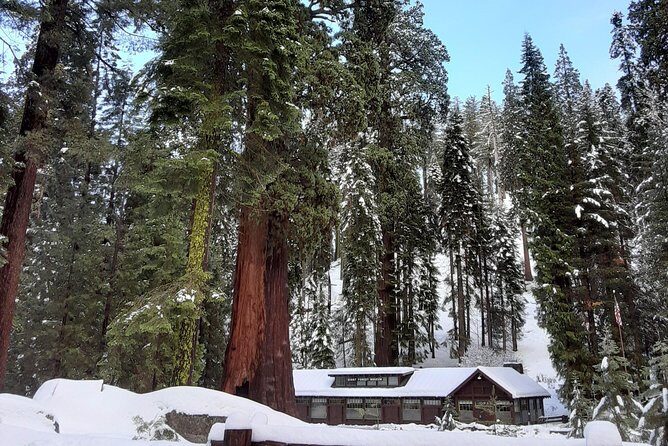 Private Snowshoe Adventure - Sequoia National Park - A Closer Look at the Tour Experience