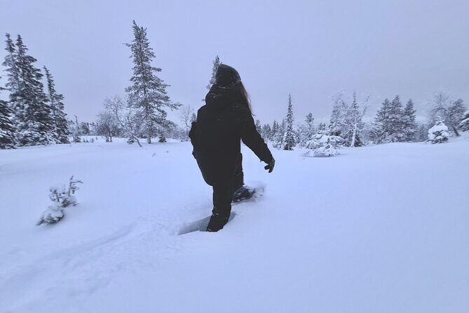 Private: Snowshoeing Safari in spectacular National Park - Exploring the Private Snowshoeing Safari in Lapland’s National Park