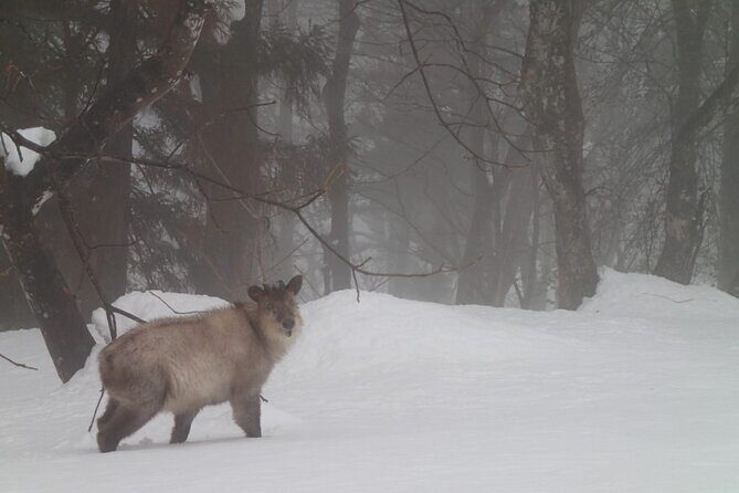 Private Snowshoeing Tour in Hida - Key Points