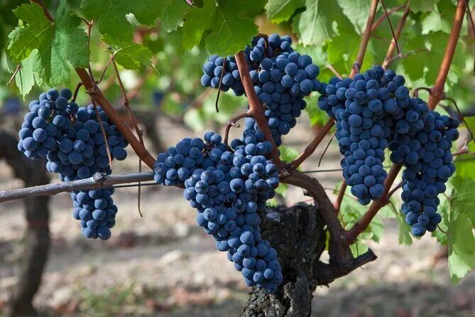 Private Sonoma Wine Tour up to 6 Guests - An In-Depth Look at the Sonoma Private Wine Tour Experience