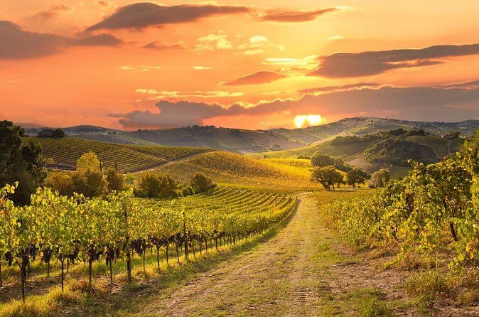 Private Sonoma Winery Tour - Who Is This Tour Best For?