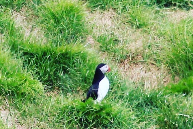 Private South Coast Tour from Reykjavik - Who Should Consider This Tour?