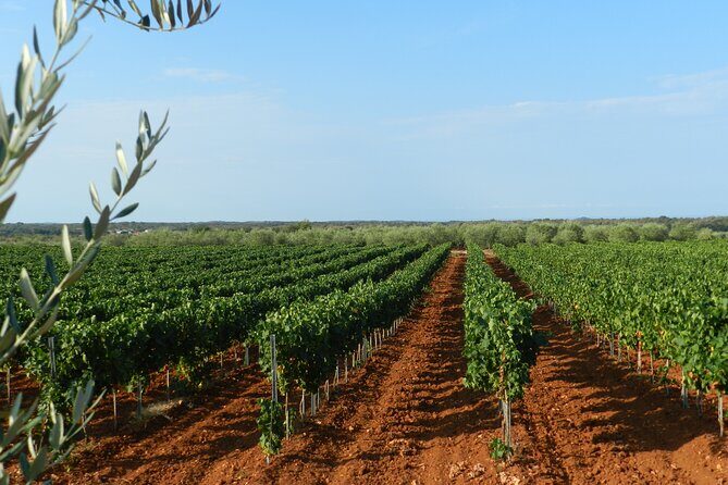 Private Sparkling Wine Tasting in Istria - Final Thoughts