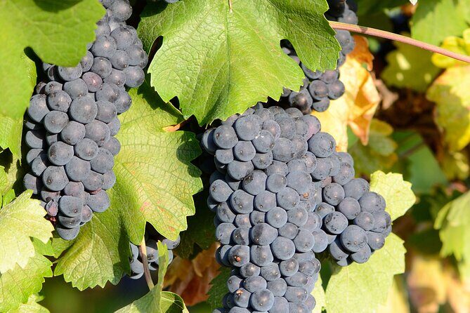 Private Sparkling Wine Tasting in Istria - FAQ