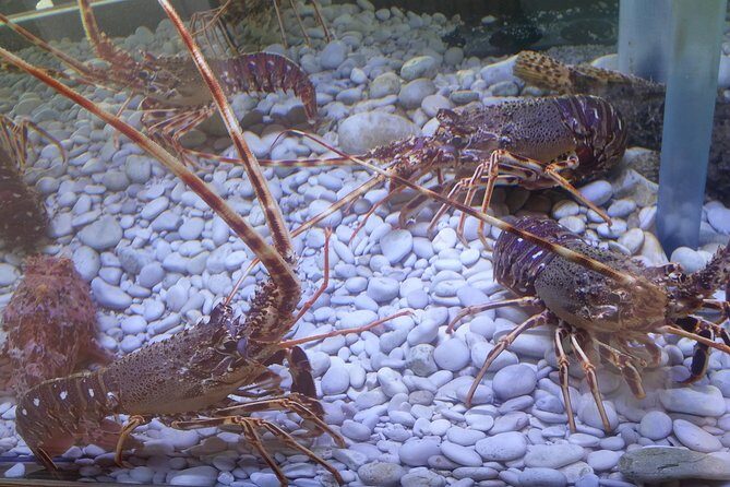 Private Speedboat tour to National Park Kornati Islands - FAQs