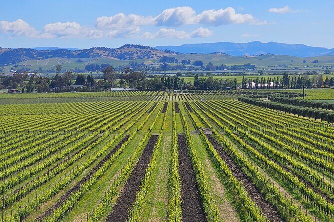 Private Sprinter Tour of Napa Valley - Exploring the Private Sprinter Tour of Napa Valley: An In-Depth Review