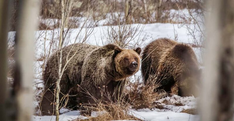 Private Sunrise Tour of Grand Teton National Park - Key Points
