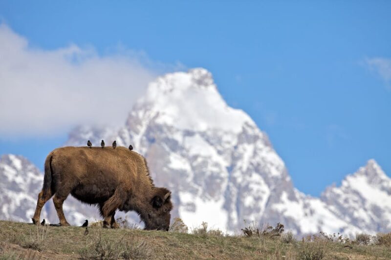 Private Sunrise Tour of Grand Teton National Park - FAQs