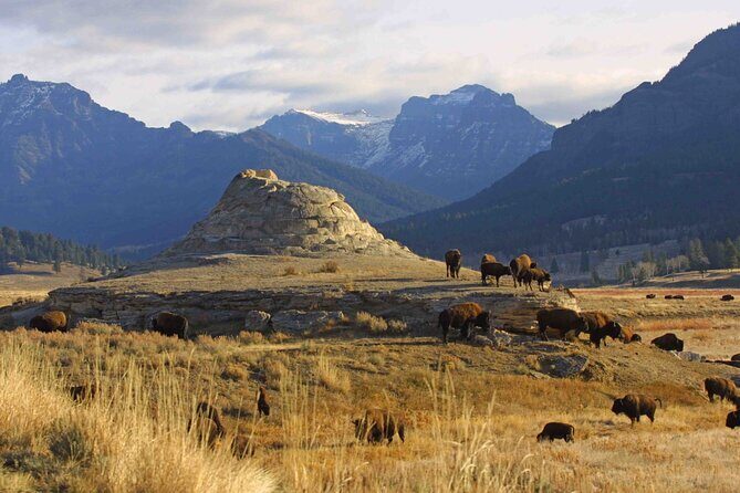 Private Sunrise Wildlife Adventure Into Yellowstone Lamar Valley - Practical Details and Tips