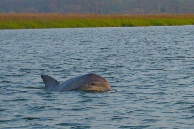 Private Sunset and Fireworks Dolphin Tour (6 people max) - Key Points